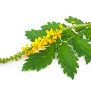 Agrimony Herb