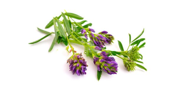 Alfalfa Herb