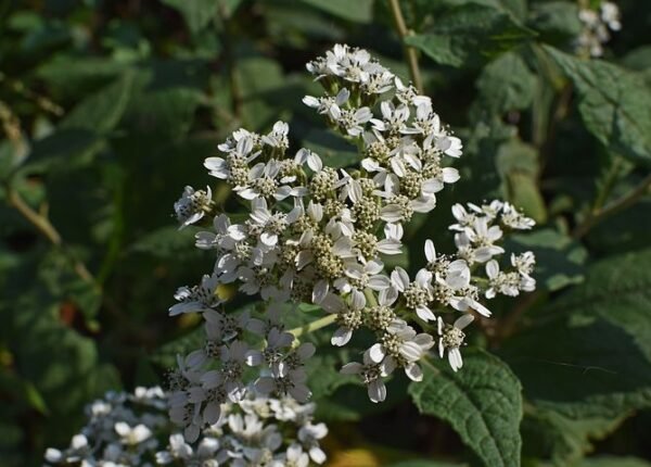 All Boneset