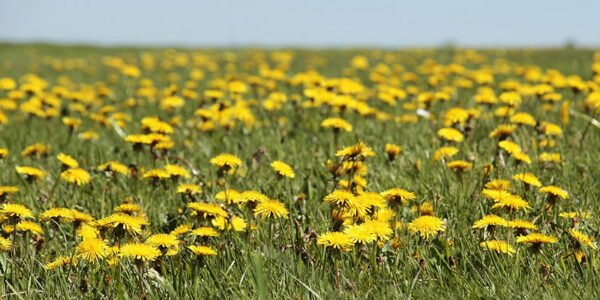 Dandelion