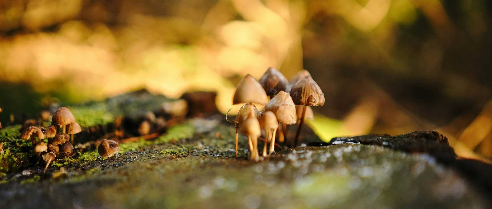 mushroom forest